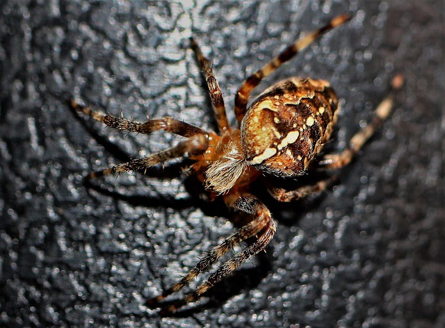 Pest Control, Tucson