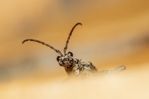 pest-control-tucson-640x480-29302303.jpeg