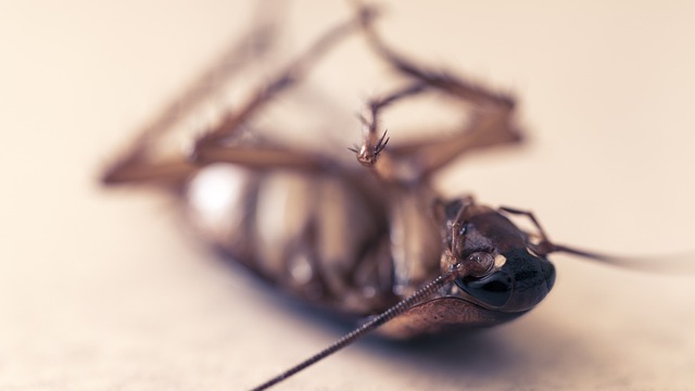 Pest Control, Tucson