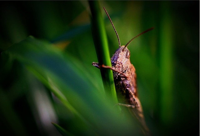 Pest Control, Tucson