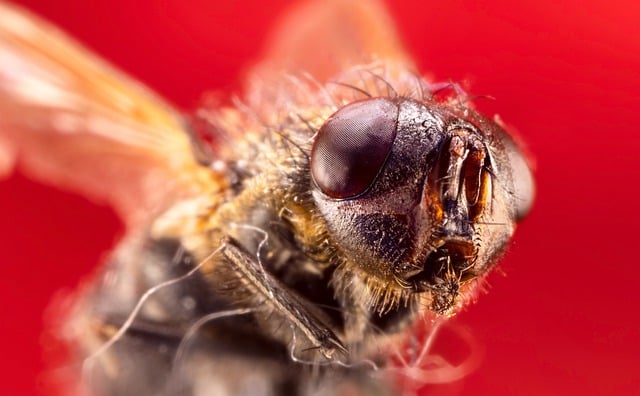 Pest Control, Tucson