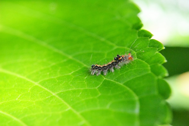 Pest Control, Tucson