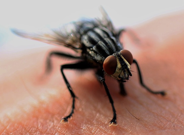 pest-control-tucson-640x480-58869119.jpeg