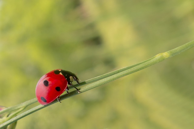 Pest Control, Tucson