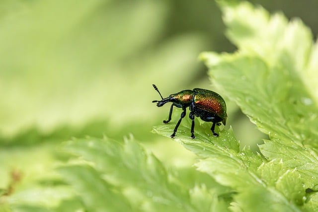Pest Control, Tucson