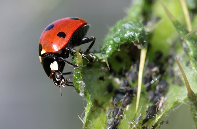 Pest Control, Tucson