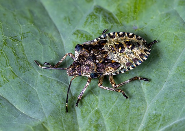 pest-control-tucson-640x480-68036859.jpeg