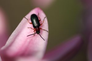 pest-control-tucson-640x480-69281592.jpeg