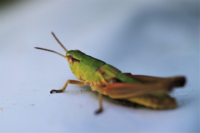 Pest Control, Tucson