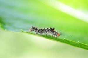 pest-control-tucson-640x480-70968530.jpeg
