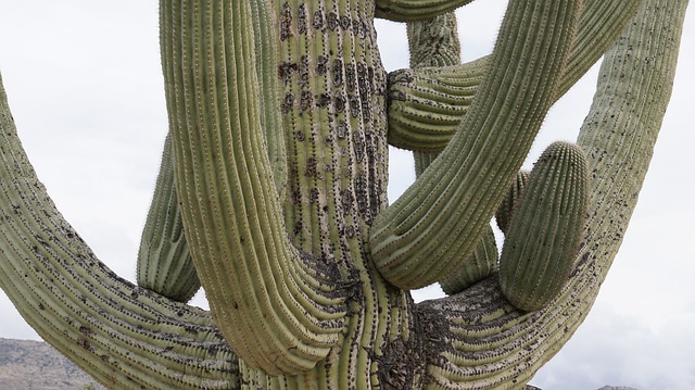 Pest Control, Tucson