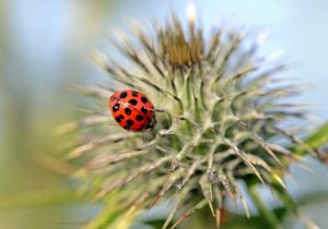 pest-control-tucson-640x480-89223371.jpeg
