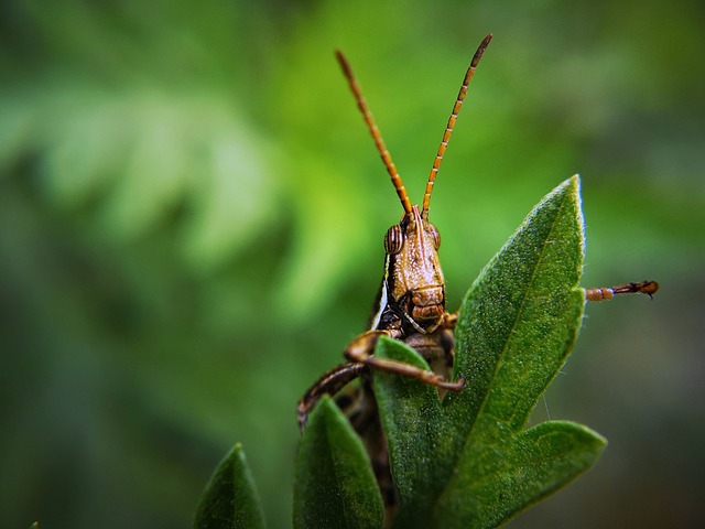 Pest Control, Tucson