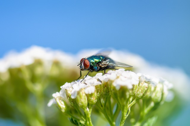 Pest Control, Tucson