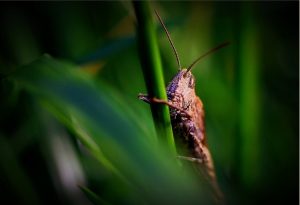 pest-control-tucson-640x480-99298895.jpeg