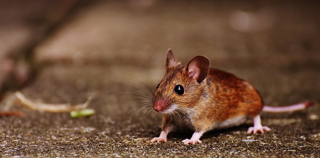 rats, mice