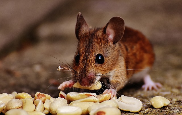 rats, mice