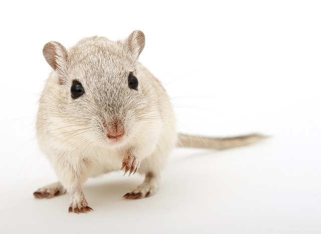 rats, mice