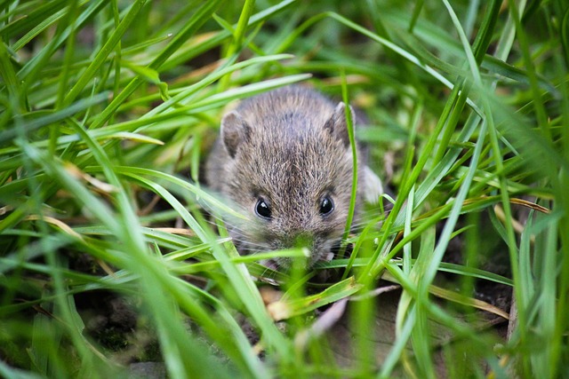 rats, mice