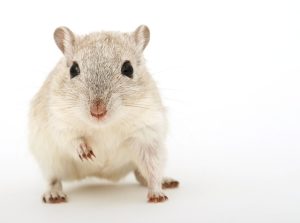 rats-mice-640x480-32692502.jpeg