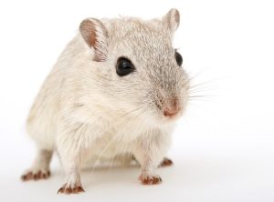rats-mice-640x480-3285422.jpeg