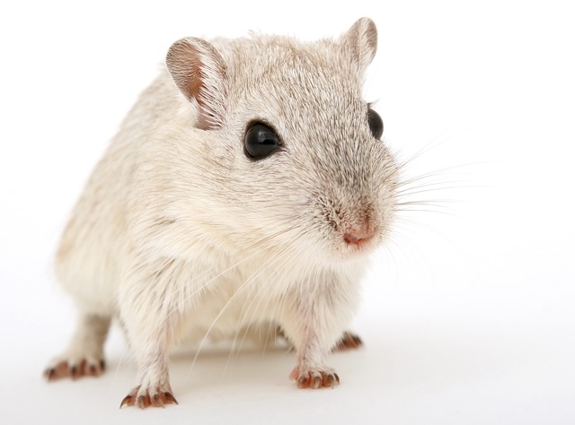 rats-mice-640x480-3285422.jpeg