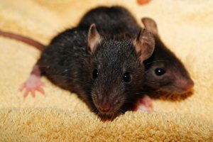 rats-mice-640x480-33904257.jpeg
