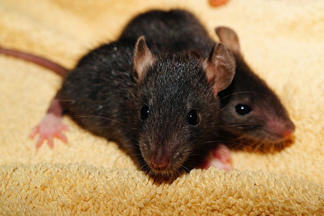 rats-mice-640x480-33904257.jpeg