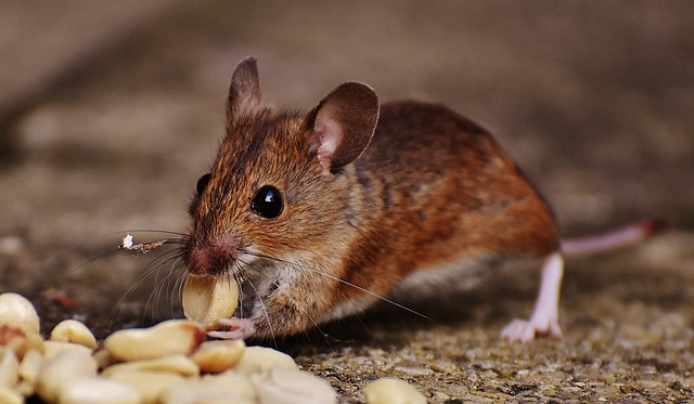 rats, mice