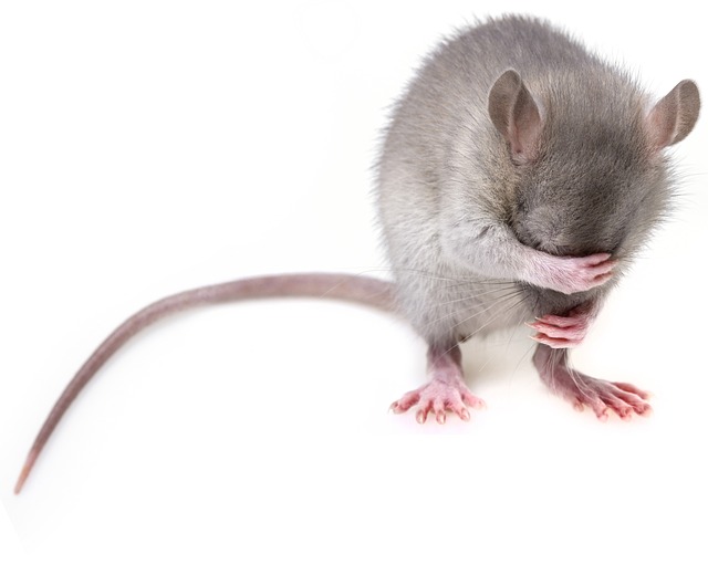 rats, mice