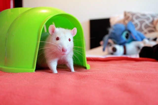 rats, mice