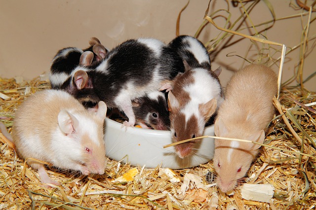 rats, mice
