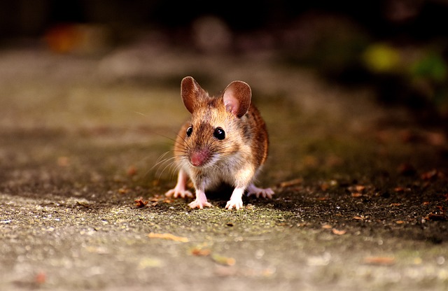 rats, mice