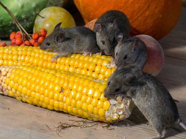 rats, mice