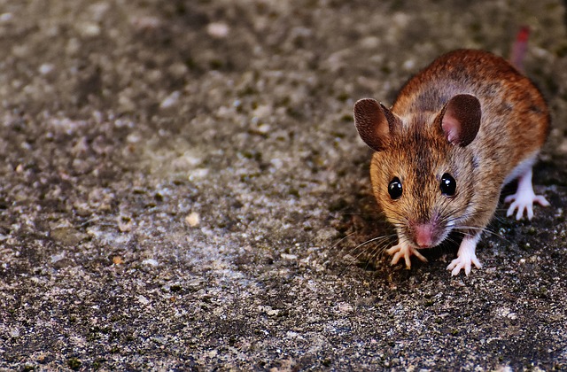 rats, mice