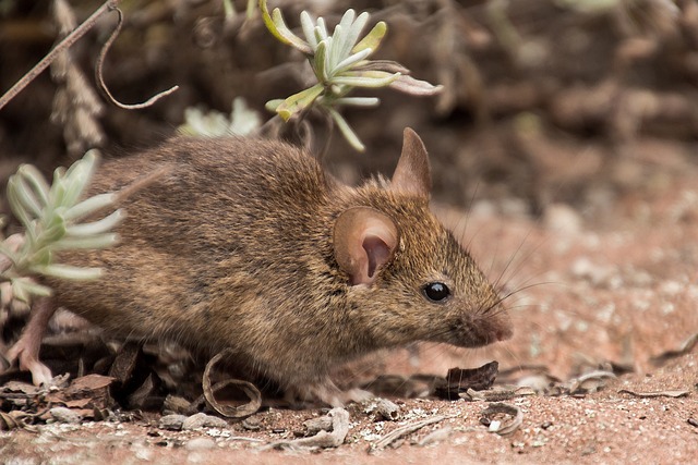 rats, mice