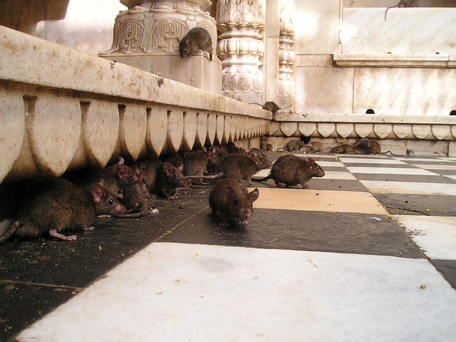 rats, mice