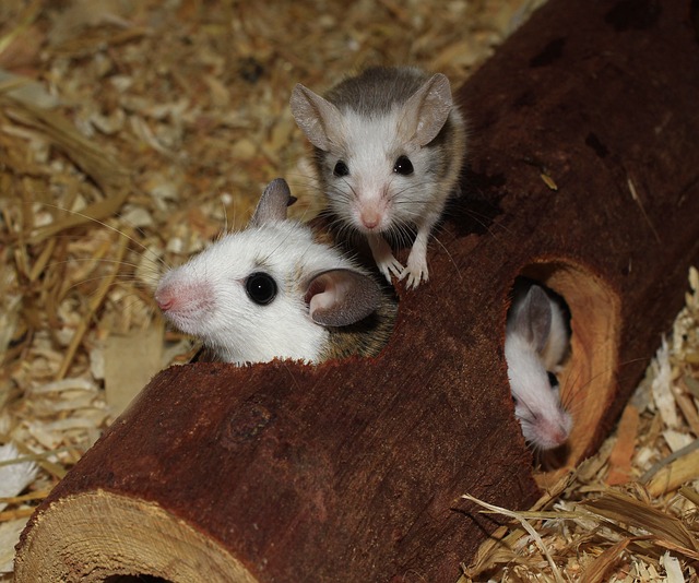 rats, mice
