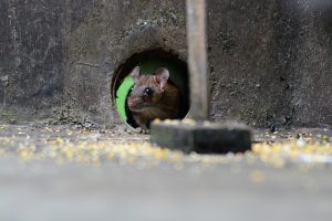rats-mice-640x480-98935596.jpeg