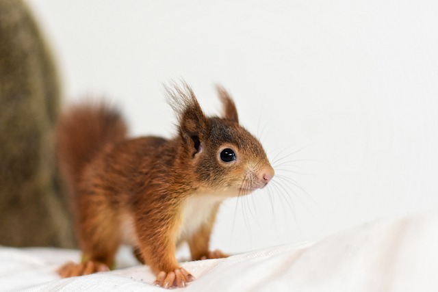 rodents-640x480-1045724.jpeg