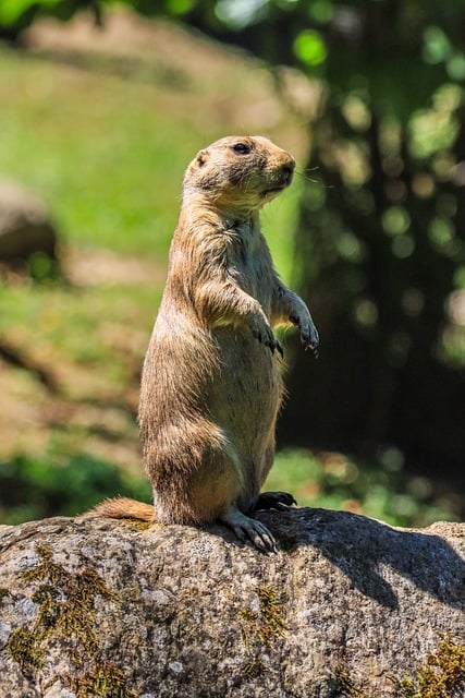 rodents