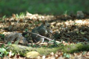 rodents-640x480-153386.jpeg