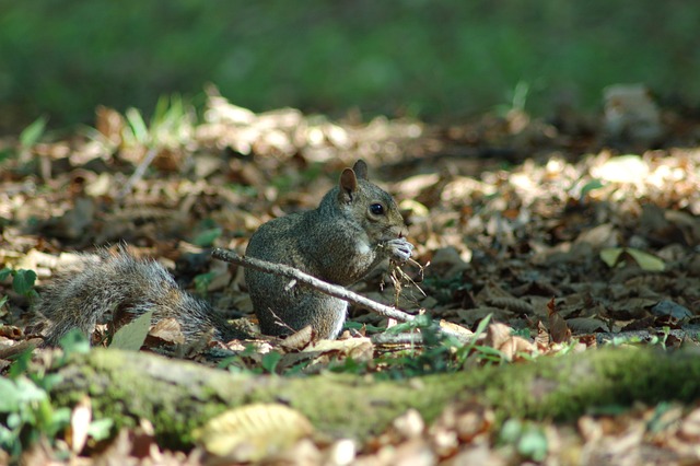 rodents-640x480-153386.jpeg