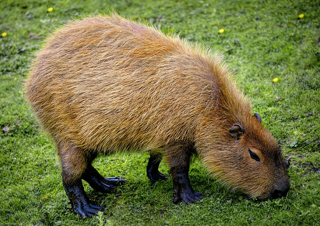 rodents