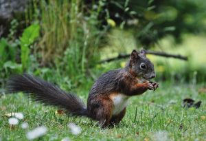 rodents-640x480-32801538.jpeg