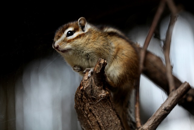 rodents-640x480-34652338.jpeg