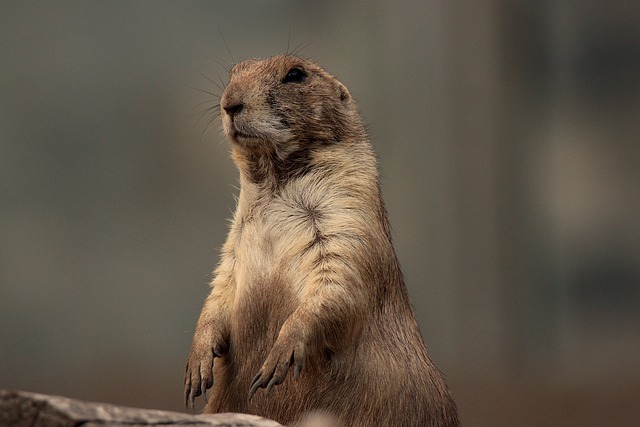 rodents
