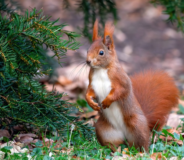 rodents-640x480-41215169.jpeg