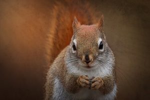 rodents-640x480-41971501.jpeg