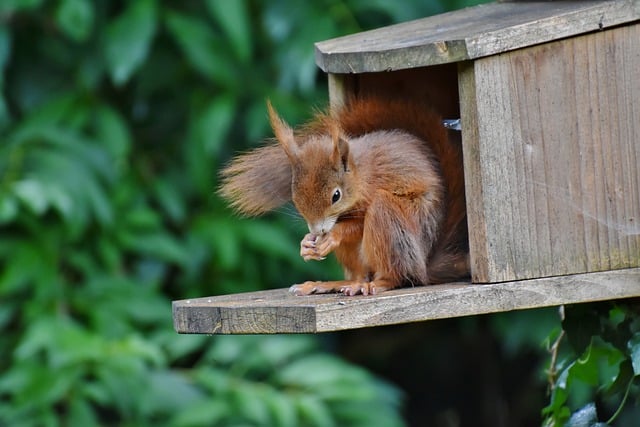 rodents-640x480-43039623.jpeg